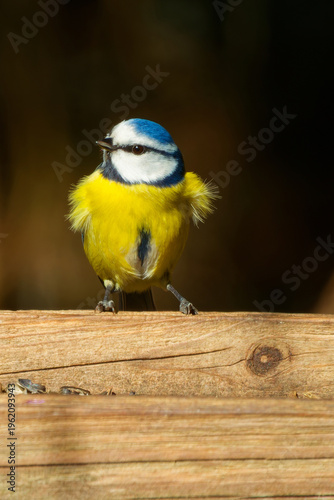 Eurasian blue tit (Cyanistes caeruleus)