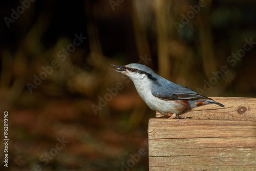 Eurasian nuthatch, wood nuthatch (Sitta europaea)