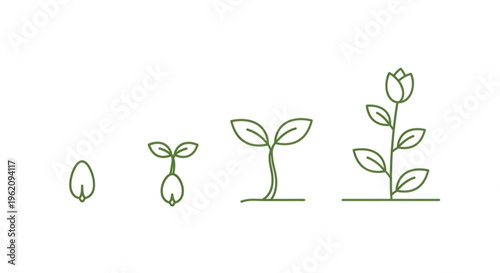Seamlessly illustrating the remarkable journey of botanical development from a solitary seed sprouting through germination and growth into a fully bloomed flowering plant