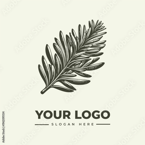 Detailed botanical engraving of fresh rosemary sprig with needle like leaves on plain background. Food concept