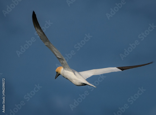 Un Fou de Bassan en vol qui recherche du poisson - Bretagne