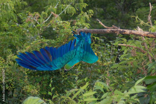 Blue and yellow macaw hanging upside down and backwards from a branch at the Toronto Zoo