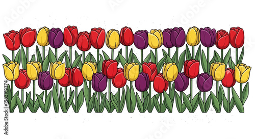 A colorful row of tulips on white background