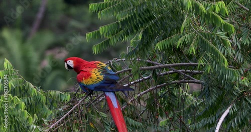 Flock of scarlet macaws feeding on fruits near Red Bank, Belize