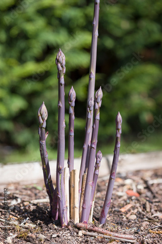 Purple asparagus spears emerging in a UK spring vegetable garden