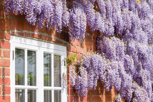 Wisteria plant with flowers growing around a window on UK house