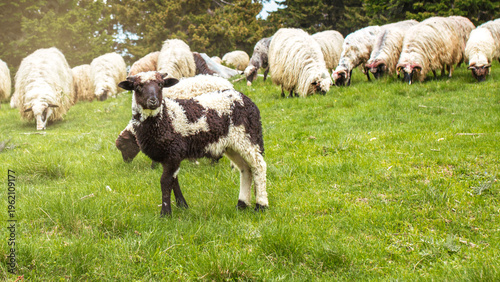 Sheep looking at camera on green mountain pasture with flock grazing in background, rural livestock farming scene with natural light and copy space