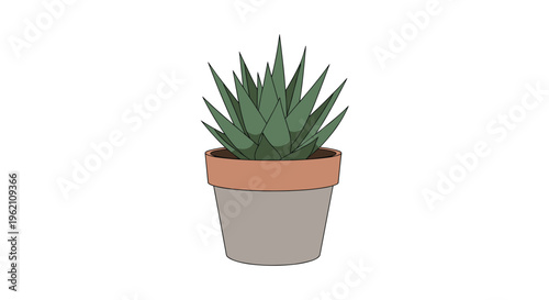 A spiky green succulent plant is depicted in a two-toned terracotta and gray pot against a white background.
