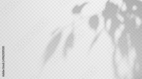 Blurred birch branch shadow overlay isolated on transparent background. Delicate soft foliage silhouette with diffused light effect.