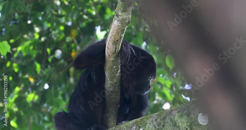 Black Howler Monkey in rainforest of Belize