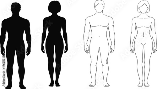 Human body silhouette and anatomical outline comparison showing male and female figure proportions, fitness, anatomy reference, design illustration for education