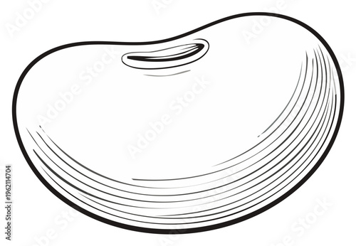 Vintage style black and white line drawing of a single kidney bean or legume