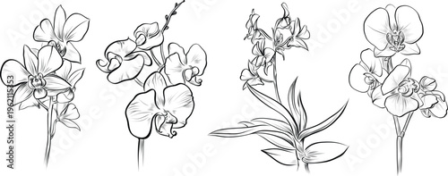 Set of cambria and phalaenopsis orchid flower branches vector