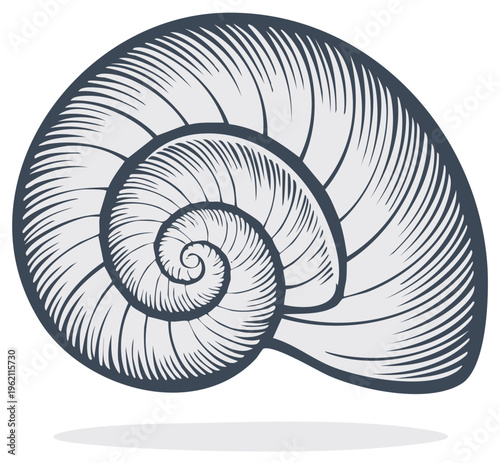 Elegant Nautilus Seashell Engraving: Spiraled Chambered Shell, Artistic Graphic Vector Illustration, Ocean Nature and Nautical Design