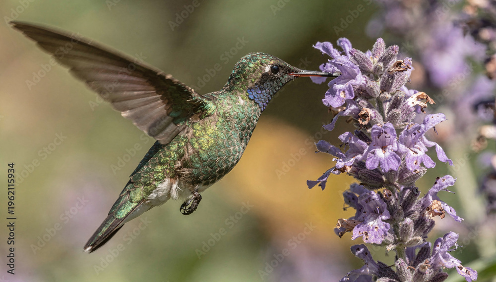 Fototapeta premium Hummingbird Feed from Purple Flower in Gentle Sunlight, Nature Scene