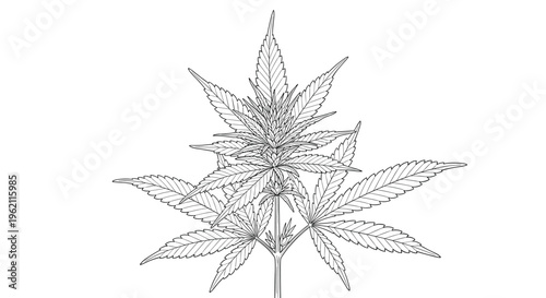 Detailed botanical line drawing of a cannabis sativa plant with its iconic serrated leaves shown in a clean black and white style.