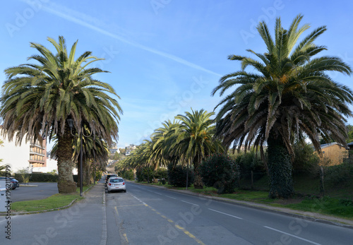Le jolie allée de palmiers à Perros-Guirec en Bretagne - France