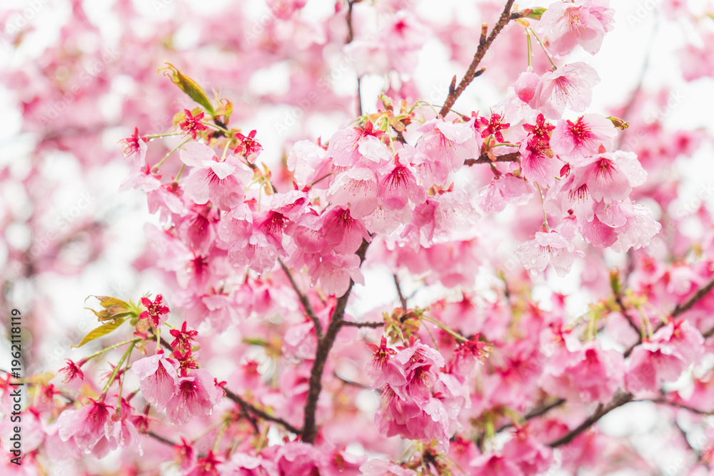 Fototapeta premium 春の雨に濡れた桃色の桜の花46