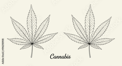 Detailed botanical illustration of two symmetrical cannabis leaves with central text on a light beige vintage background.