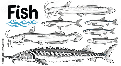 Collection of detailed black and white fish illustrations featuring catfish, sturgeon, and other freshwater species.