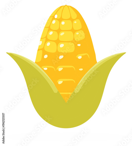 Fresh organic corn on the cob with bright yellow kernels and green leaves, healthy eating vector