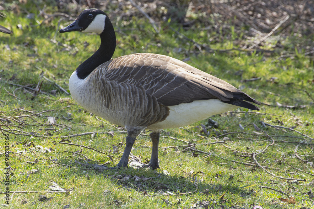 Fototapeta premium Close-up side view of a goose in a natural outdoor setting