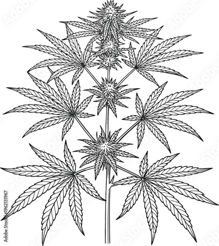 Intricate black and white illustration of cannabis plant with multiple buds.