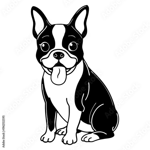 Boston Terrier