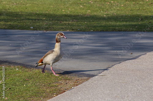 Canvastavla Waddling very cute young goose crossing a path in a natural outdoor setting