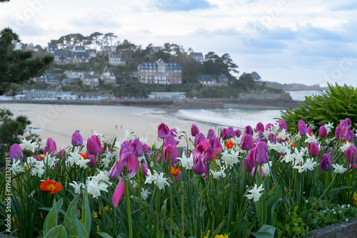Jolis parterres de tulipes au-dessus de la plage Trestraou à Perros-Guirec en Bretagne - France