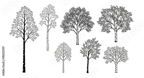 Vector Birch and Aspen Trees Set, Hand Drawn Sketch Style