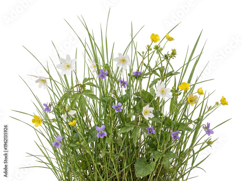 Wildflowers and Grasses on White Background