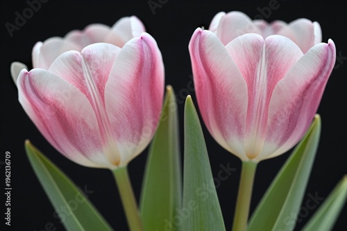 Two pink and white tulips in a vase on a black background