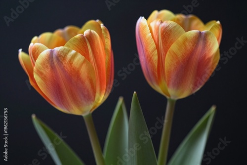 Two orange and yellow tulips on a black background