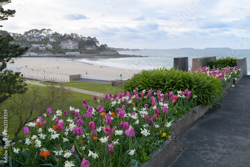 Jolis parterres de tulipes au-dessus de la plage Trestraou à Perros-Guirec en Bretagne - France