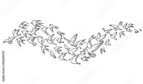 Dynamic flying bird flock illustration with swallows pigeons and doves in hand drawn vector style