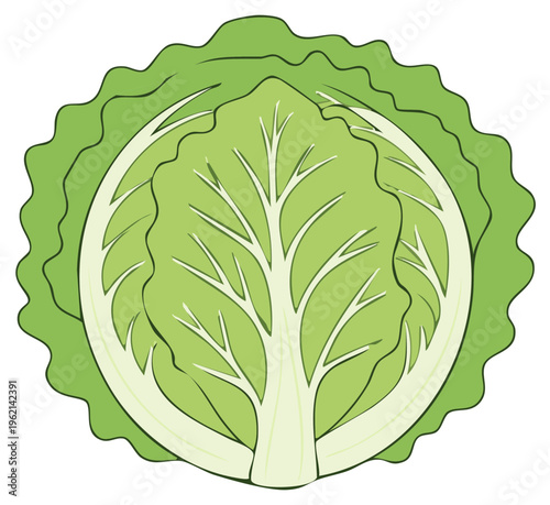 Stylized illustration of a fresh green cabbage cut in half showing the leaves