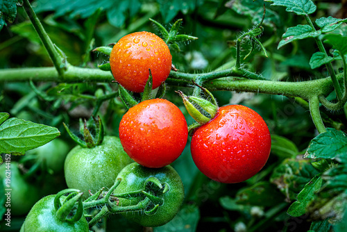 Foto Fresh Red Tomatoes Growing on vine with droplets on Organic Garden