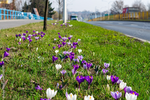 Rows of purple and white crocus flowers growing on a green lawn along a city street, spring blossoms in the roadside verge, urban nature, sunny day in public space.