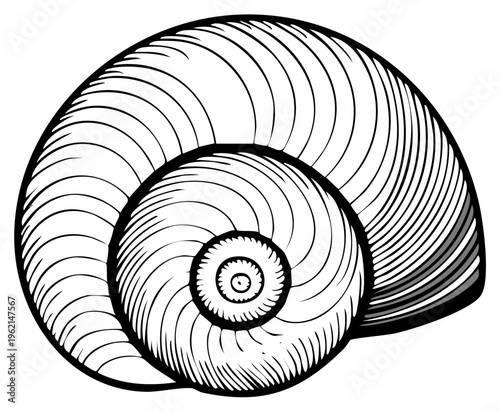 Detailed illustration of a snail shell graphic design element