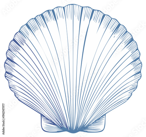 Detailed Blue Scallop Shell Illustration with Radial Lines and Gradient