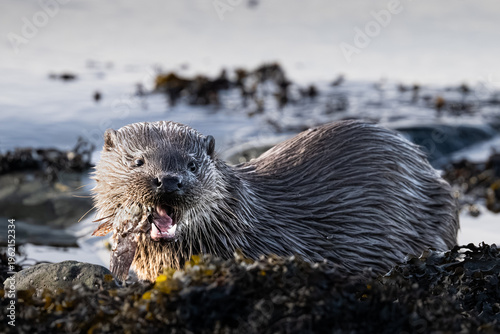 A wet otter emerges from the water with a mouthful of food, likely a fish or crustacean, ready to eat on the rocky shore.
