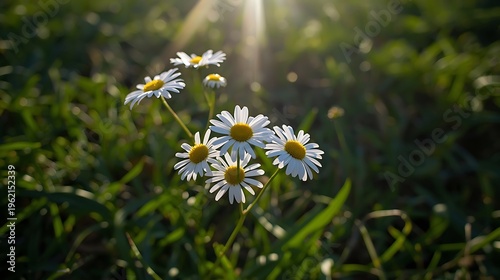Sunlit daisies basking in a lush green meadow under bright daylight