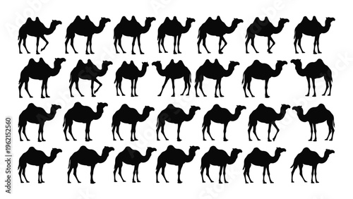 Collection of dromedary camel silhouettes in various poses
