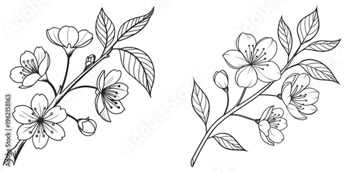 Elegant floral vine with flowers and leaves design eps 10