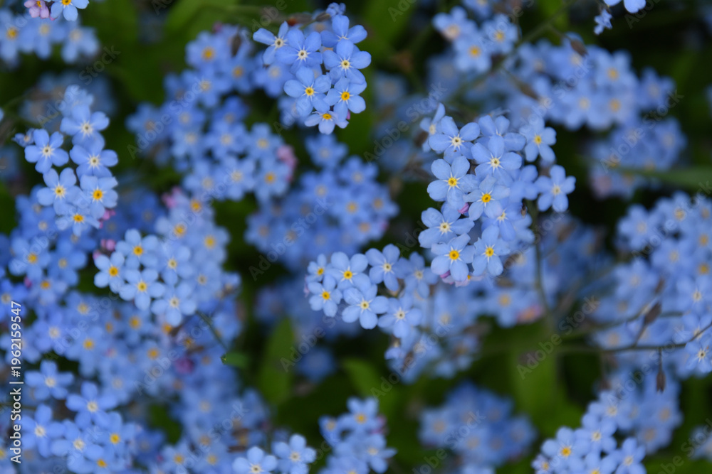 Obraz premium Forget-me-not flowers in the garden, Sainte-Apolline, Québec, Canada