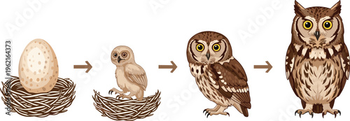 Owl life cycle vector illustration showing egg, chick, juvenile, and adult stages, educational wildlife diagram for teaching, digital learning, or decorative nature illustrations