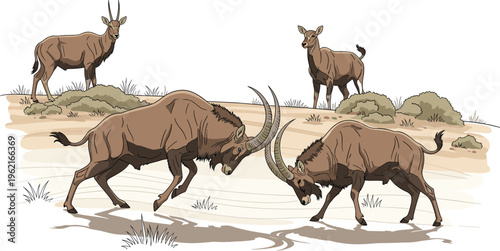 Canvas Print Wild antelope vector illustration showing two fighting males with horns and watc