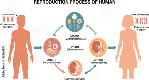 Human Reproduction Process Infographic Showing Meiosis, Zygote Formation, Mitosis and Embryo Development with Chromosome Explanation for Biology Education and Medical Study