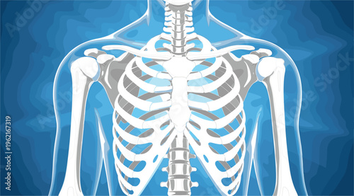 Human Rib Cage and Shoulder Skeleton Anatomy Illustration Showing Thoracic Bones, Spine and Chest Structure for Medical Education, Healthcare, Biology and Anatomy Study